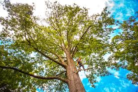 Best Tree Cabling and Bracing  in Valinda, CA