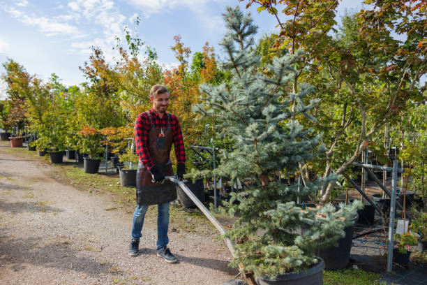 How Our Tree Care Process Works  in  Valinda, CA