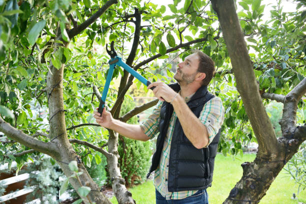 Best Tree Health Inspection  in Valinda, CA